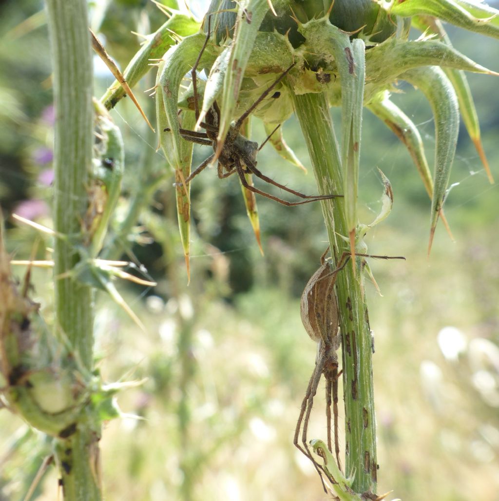 Pisaura cfr mirabilis, corteggiamento